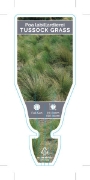 Picture of POA LABILLARDIEREI LARGE TUSSOCK GRASS                                                                                                                