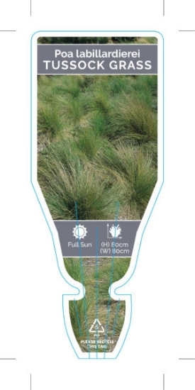 Picture of POA LABILLARDIEREI LARGE TUSSOCK GRASS                                                                                                                