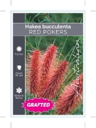 Picture of HAKEA BUCCULENTA GRAFTED RED POKERS                                                                                                                   