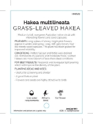 Picture of HAKEA MULTILINEATA GRAFTED                                                                                                                            