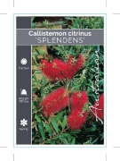 Picture of CALLISTEMON CITRINUS SPLENDENS SYN ENDEAVOUR                                                                                                             