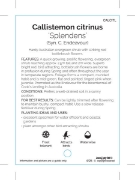 Picture of CALLISTEMON CITRINUS SPLENDENS SYN ENDEAVOUR                                                                                                             
