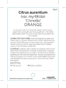 Picture of FRUIT CITRUS ORANGE CHINOTTO                                                                                                                         