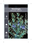 Picture of WESTRINGIA HIGHLIGHT                                                                                                                                  