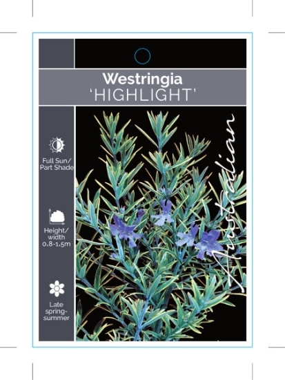 Picture of WESTRINGIA HIGHLIGHT                                                                                                                                  