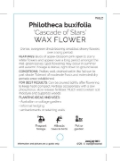 Picture of PHILOTHECA BUXIFOLIA CASCADE OF STARS                                                                                                                 