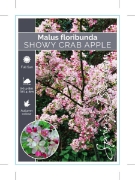 Picture of MALUS FLORIBUNDA SHOWY CRAB APPLE                                                                                                                     