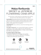 Picture of MALUS FLORIBUNDA SHOWY CRAB APPLE                                                                                                                     