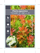 Picture of PIERIS JAPONICA TEMPLE BELLS                                                                                                                          