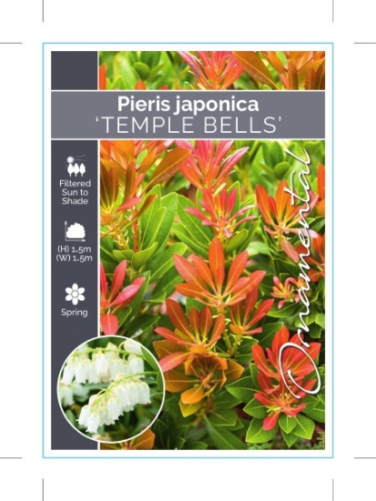 Picture of PIERIS JAPONICA TEMPLE BELLS                                                                                                                          