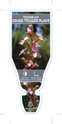 Picture of STYLIDIUM GRAMINIFOLIUM GRASS TRIGGER PLANT                                                                                                           