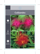 Picture of CALLIANDRA MIXED PICTURE (TICK BOXES)