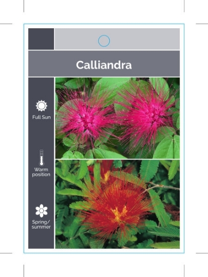 Picture of CALLIANDRA MIXED PICTURE (TICK BOXES)