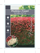 Picture of PHOTINIA FRASERI ROBUSTA                                                                                                                              