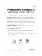 Picture of PROSTANTHERA DENTICULATA                                                                                                                              