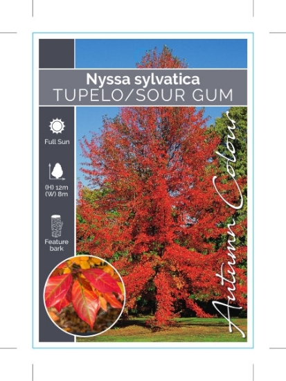 Picture of NYSSA SYLVATICA TUPELO / SOUR GUM                                                                                                                     