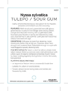 Picture of NYSSA SYLVATICA TUPELO / SOUR GUM                                                                                                                     