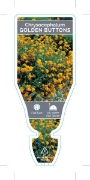 Picture of CHRYSOCEPHALUM APICULATUM GOLDEN BUTTONS                                                                                                              