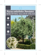 Picture of PYRUS SALICIFOLIA PENDULA WEEPING SILVER PEAR                                                                                                         