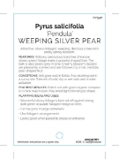 Picture of PYRUS SALICIFOLIA PENDULA WEEPING SILVER PEAR                                                                                                         