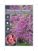 Picture of PRUNUS MUME PENDULA JAPANESE WEEPING APRICOT                                                                                                          