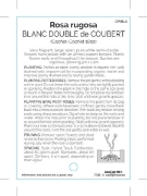 Picture of ROSE BLANC DOUBLE DE COUBERT (OW)                                                                                                                     
