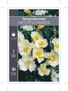 Picture of ROSE HEIDESOMMER (GROUNDCOVER)                                                                                                                        