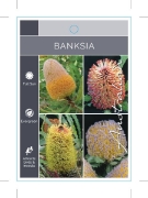 Picture of BANKSIA MIXED PICTURE (UNNAMED VARIETY)                                                                                                               