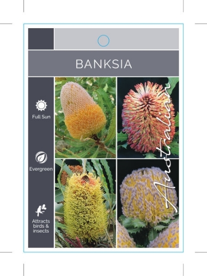Picture of BANKSIA MIXED PICTURE (UNNAMED VARIETY)                                                                                                               