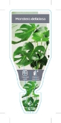 Picture of HOUSEPLANT MONSTERA DELICIOSA                                                                                                                         