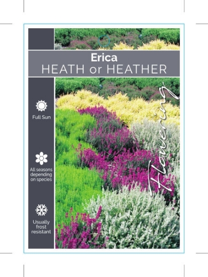 Picture of ERICA HEATH OR HEATHER - MIXED PICTURE (UNNAMED VA                                                                                                    