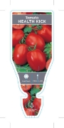 Picture of VEGETABLE TOMATO HEALTH KICK (Lycopersicon esculentum)                                                                                                