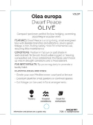 Picture of OLIVE DWARF PEACE