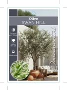 Picture of OLIVE SWAN HILL