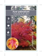 Picture of ACER PALMATUM OSAKAZUKI                                                                                                                               