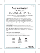 Picture of ACER PALMATUM OSAKAZUKI                                                                                                                               
