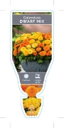 Picture of ANNUAL CALENDULA DWARF MIX                                                                                                                            