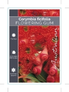Picture of CORYMBIA FICIFOLIA FLOWERING GUM                                                                                                                      