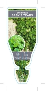 Picture of SOLEIROLIA SOLEIROLII BABYS TEARS                                                                                                                     