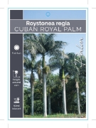 Picture of PALM ROYSTONEA REGIA CUBAN ROYAL PALM Jumbo Tag                                                                                                       