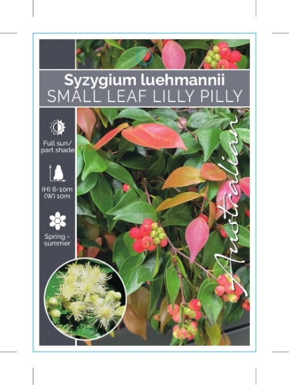 Picture of SYZYGIUM LUEHMANNII SMALL LEAF LILLY PILLY                                                                                                            
