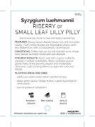 Picture of SYZYGIUM LUEHMANNII SMALL LEAF LILLY PILLY                                                                                                            
