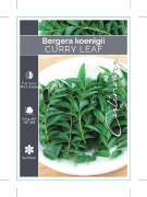 Picture of MURRAYA KOENIGII CURRY LEAF                                                                                                                           