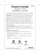 Picture of MURRAYA KOENIGII CURRY LEAF                                                                                                                           