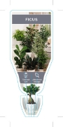 Picture of HOUSEPLANT FICUS - MIXED PICTURE (UNNAMED VARIETY)                                                                                                    