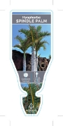 Picture of PALM HYOPHORBE VERSCHAFFELTII SPINDLE                                                                                                                 