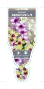 Picture of HOUSEPLANT DENDROBIUM ORCHID                                                                                                                          