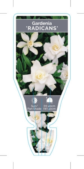 Picture of GARDENIA RADICANS                                                                                                                                     