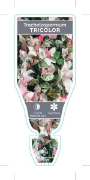 Picture of TRACHELOSPERMUM JASMINOIDES VAR TRICOLOUR                                                                                                             