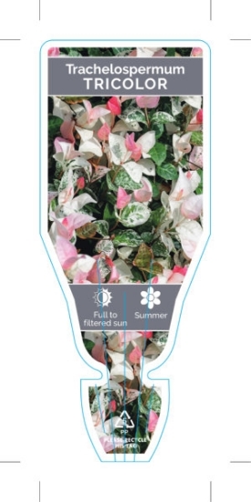 Picture of TRACHELOSPERMUM JASMINOIDES VAR TRICOLOUR                                                                                                             